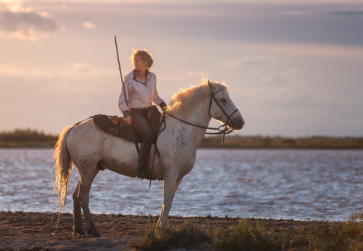 Camargue Horse: Unique wild horses that live in the swamps. They are epic! - Horses, Animals, Wild animals, Yandex Zen, Yandex Zen (link), Longpost, Odd-toed ungulates, Camargue