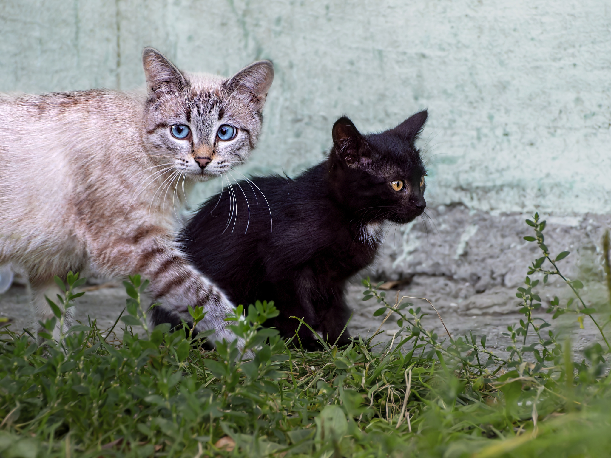 Two - My, The photo, Street photography, City walk, Canon, cat, Kittens, Beginning photographer, Pet the cat