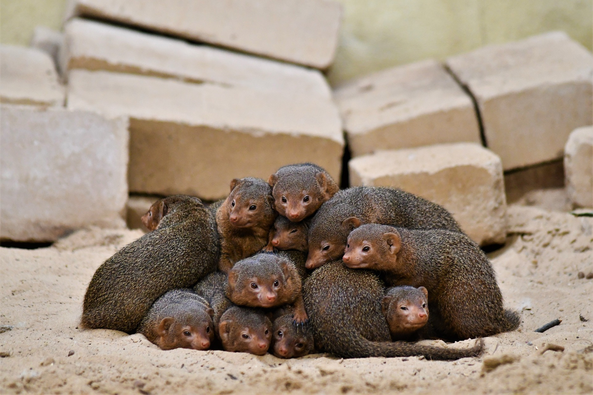 Dwarf Mongooses: How to Survive When You're the Smallest Predator on the Savannah? - Mongoose, Small, Animals, Wild animals, Yandex Zen, Yandex Zen (link), Longpost