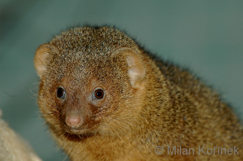 Dwarf Mongooses: How to Survive When You're the Smallest Predator on the Savannah? - Mongoose, Small, Animals, Wild animals, Yandex Zen, Yandex Zen (link), Longpost