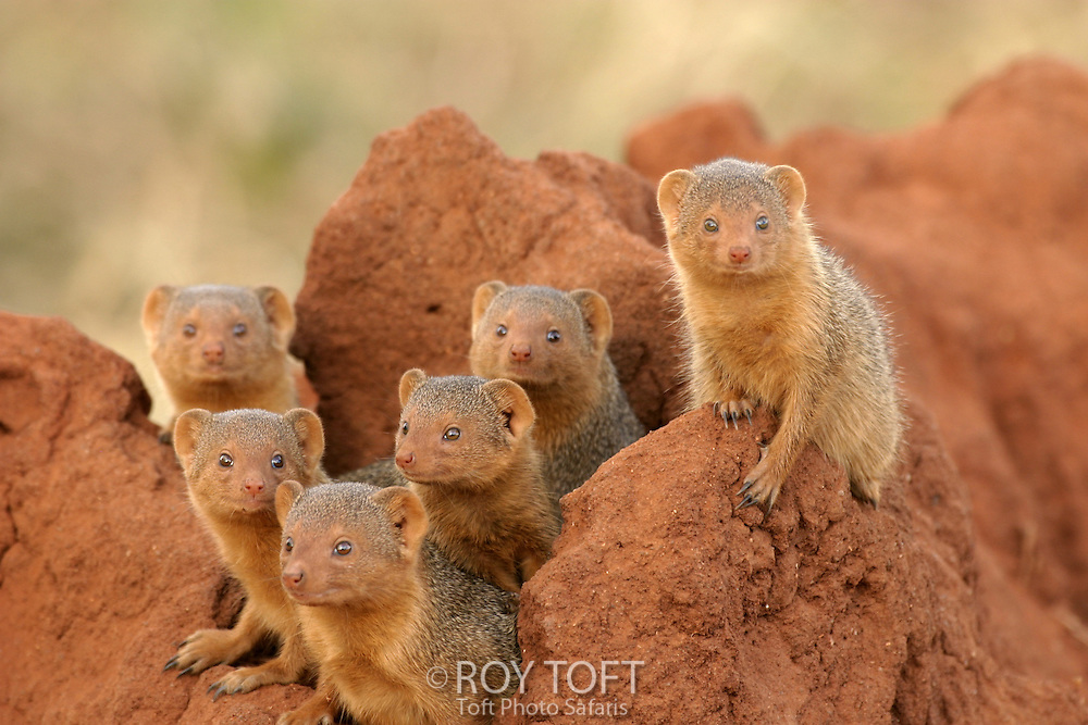 Dwarf Mongooses: How to Survive When You're the Smallest Predator on the Savannah? - Mongoose, Small, Animals, Wild animals, Yandex Zen, Yandex Zen (link), Longpost