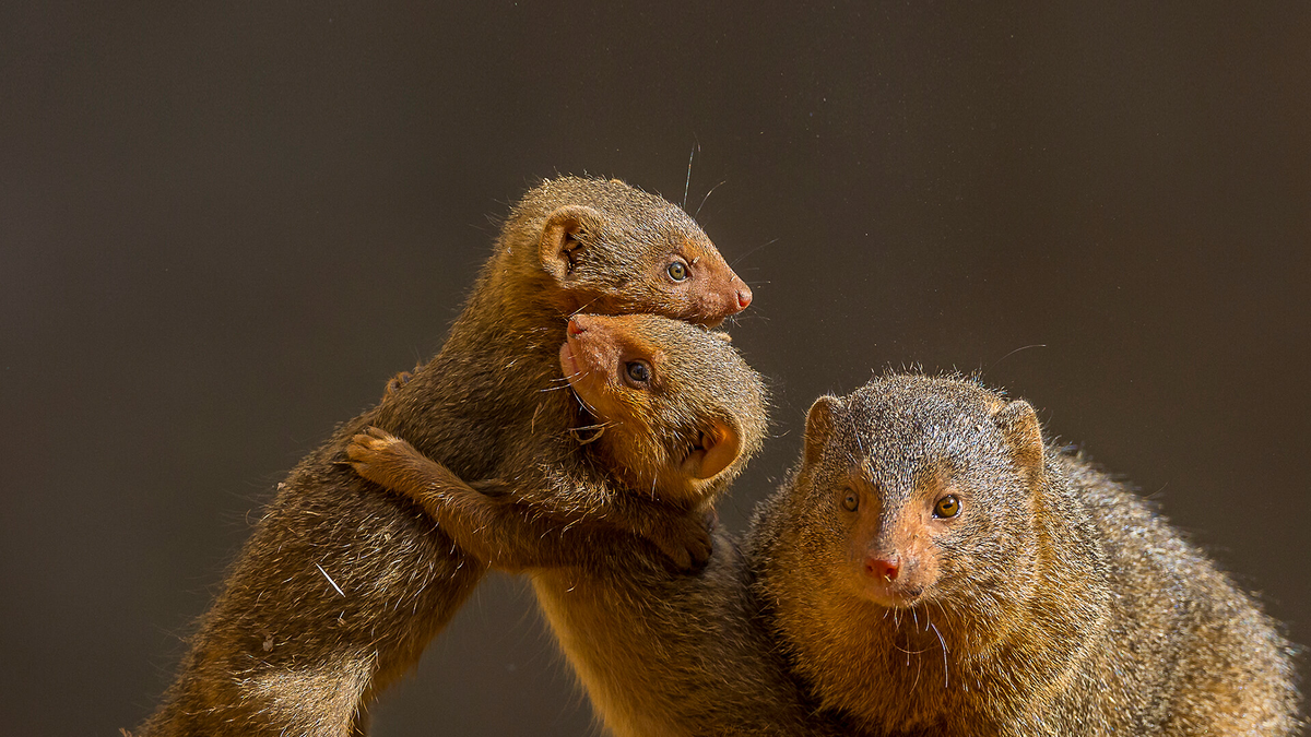 Dwarf Mongooses: How to Survive When You're the Smallest Predator on the Savannah? - Mongoose, Small, Animals, Wild animals, Yandex Zen, Yandex Zen (link), Longpost