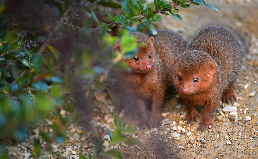 Dwarf Mongooses: How to Survive When You're the Smallest Predator on the Savannah? - Mongoose, Small, Animals, Wild animals, Yandex Zen, Yandex Zen (link), Longpost