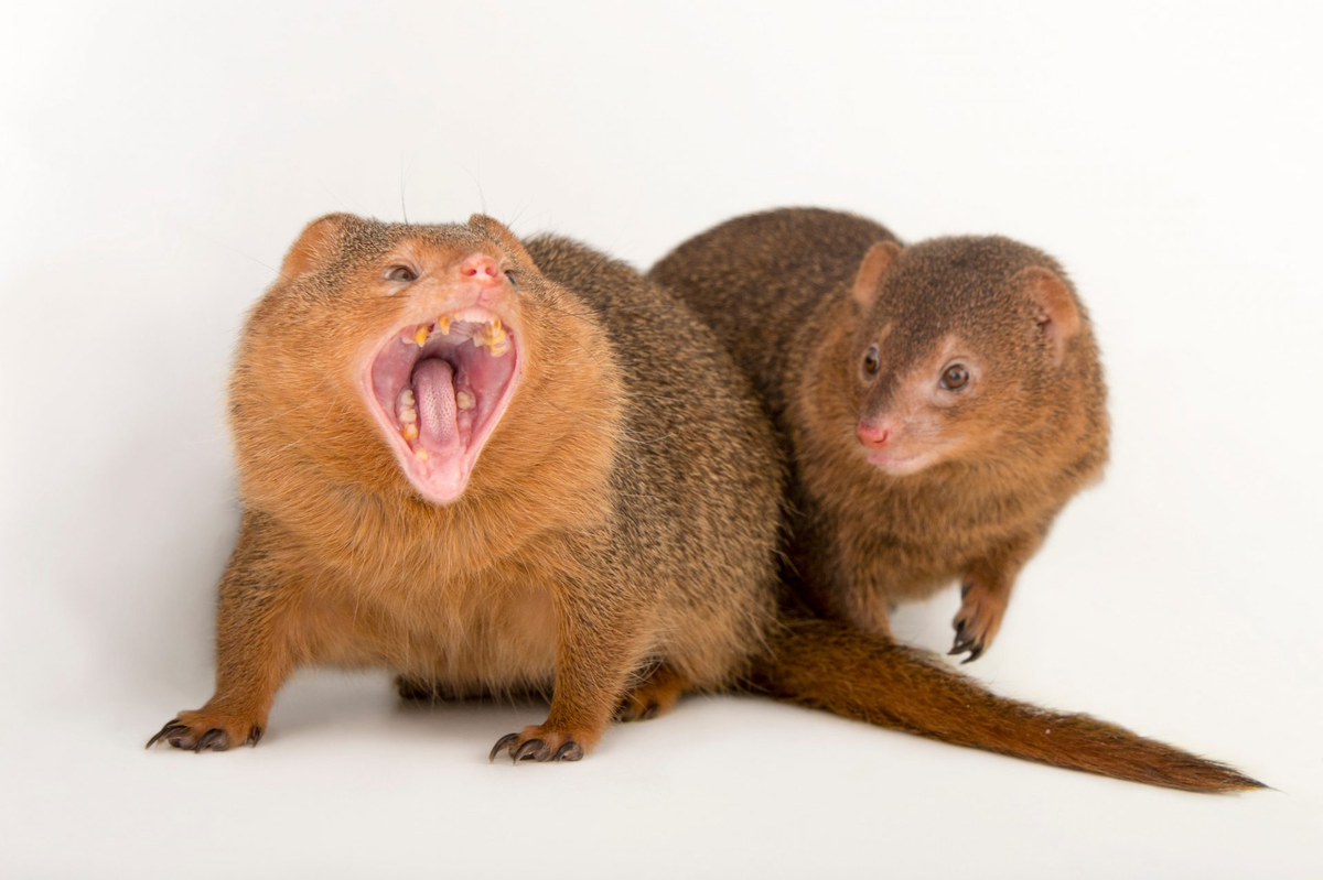 Dwarf Mongooses: How to Survive When You're the Smallest Predator on the Savannah? - Mongoose, Small, Animals, Wild animals, Yandex Zen, Yandex Zen (link), Longpost