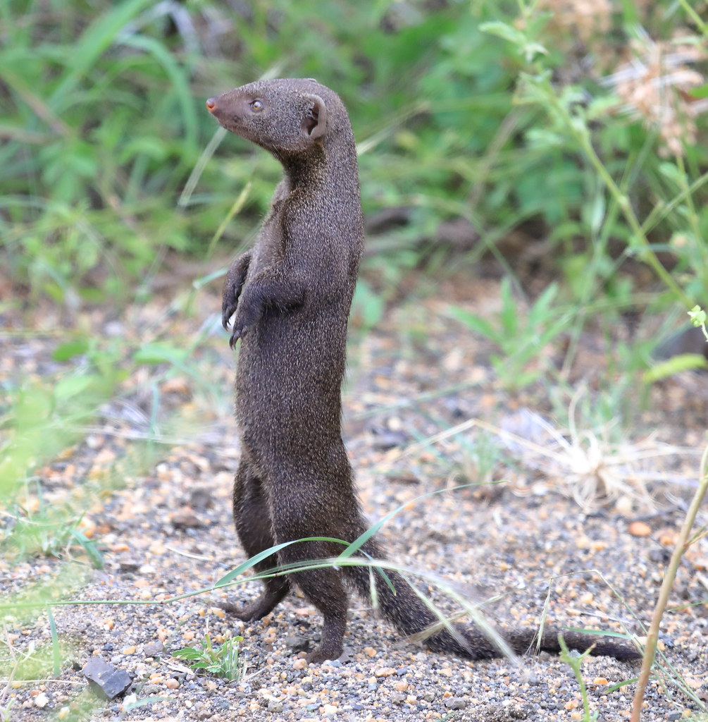 Dwarf Mongooses: How to Survive When You're the Smallest Predator on the Savannah? - Mongoose, Small, Animals, Wild animals, Yandex Zen, Yandex Zen (link), Longpost