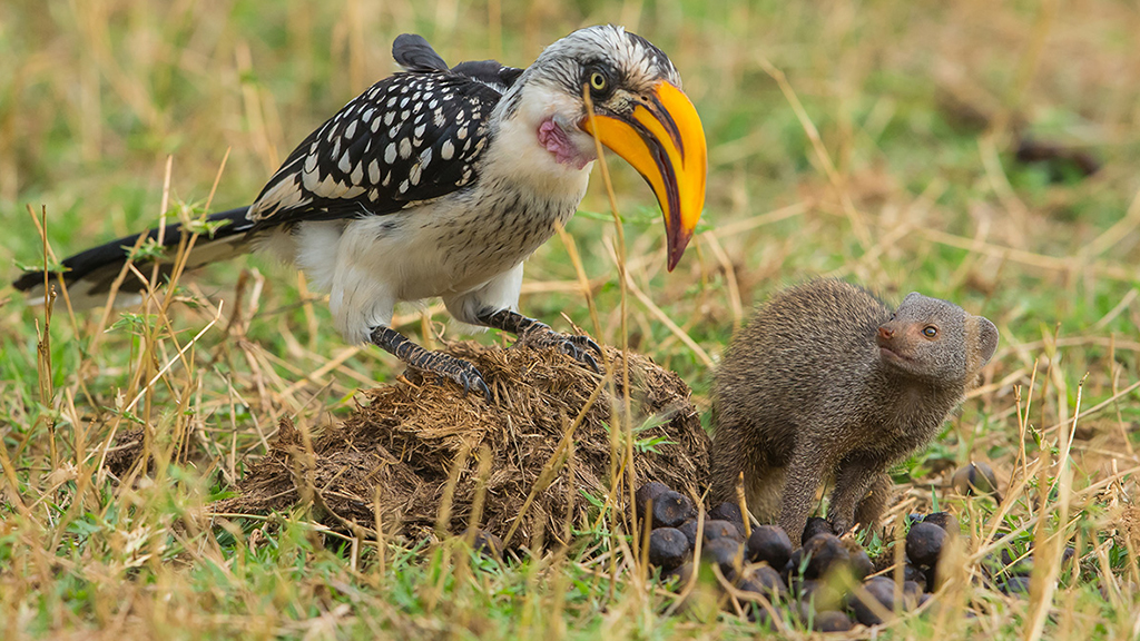 Dwarf Mongooses: How to Survive When You're the Smallest Predator on the Savannah? - Mongoose, Small, Animals, Wild animals, Yandex Zen, Yandex Zen (link), Longpost