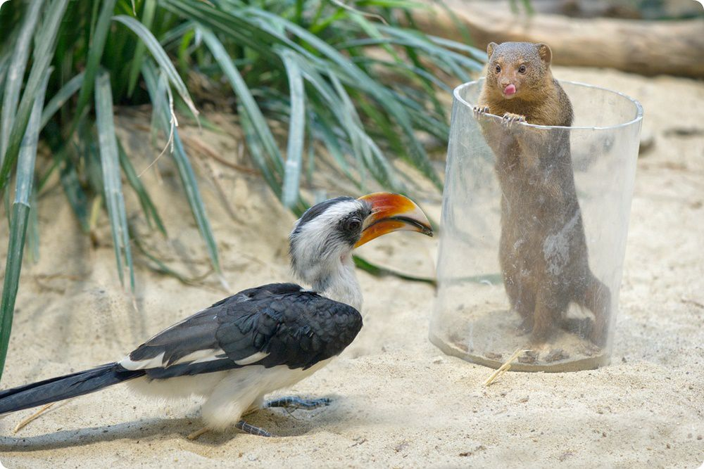 Dwarf Mongooses: How to Survive When You're the Smallest Predator on the Savannah? - Mongoose, Small, Animals, Wild animals, Yandex Zen, Yandex Zen (link), Longpost