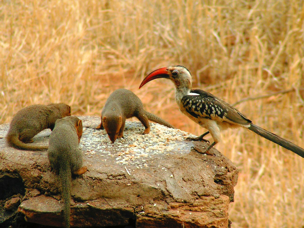 Dwarf Mongooses: How to Survive When You're the Smallest Predator on the Savannah? - Mongoose, Small, Animals, Wild animals, Yandex Zen, Yandex Zen (link), Longpost