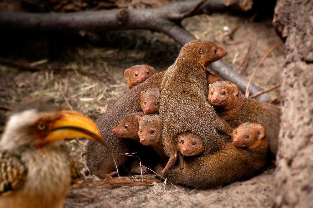 Dwarf Mongooses: How to Survive When You're the Smallest Predator on the Savannah? - Mongoose, Small, Animals, Wild animals, Yandex Zen, Yandex Zen (link), Longpost