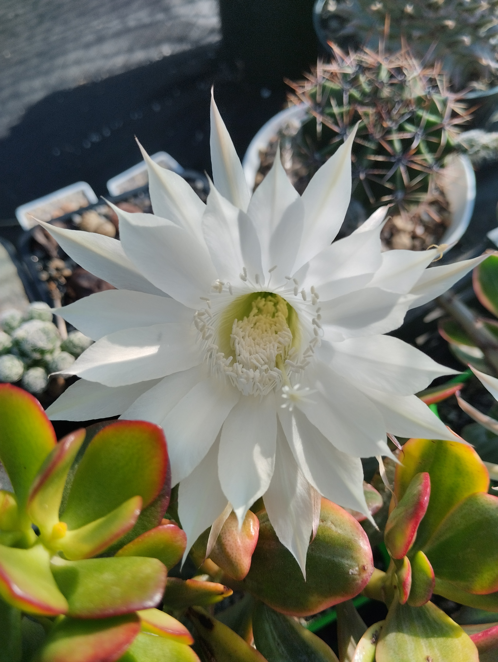 Cactus bloom - My, Plants, Hobby, Houseplants, Cactus, Succulents, Gardening, Bloom, Macro photography, Blooming cacti, Flowers, Longpost