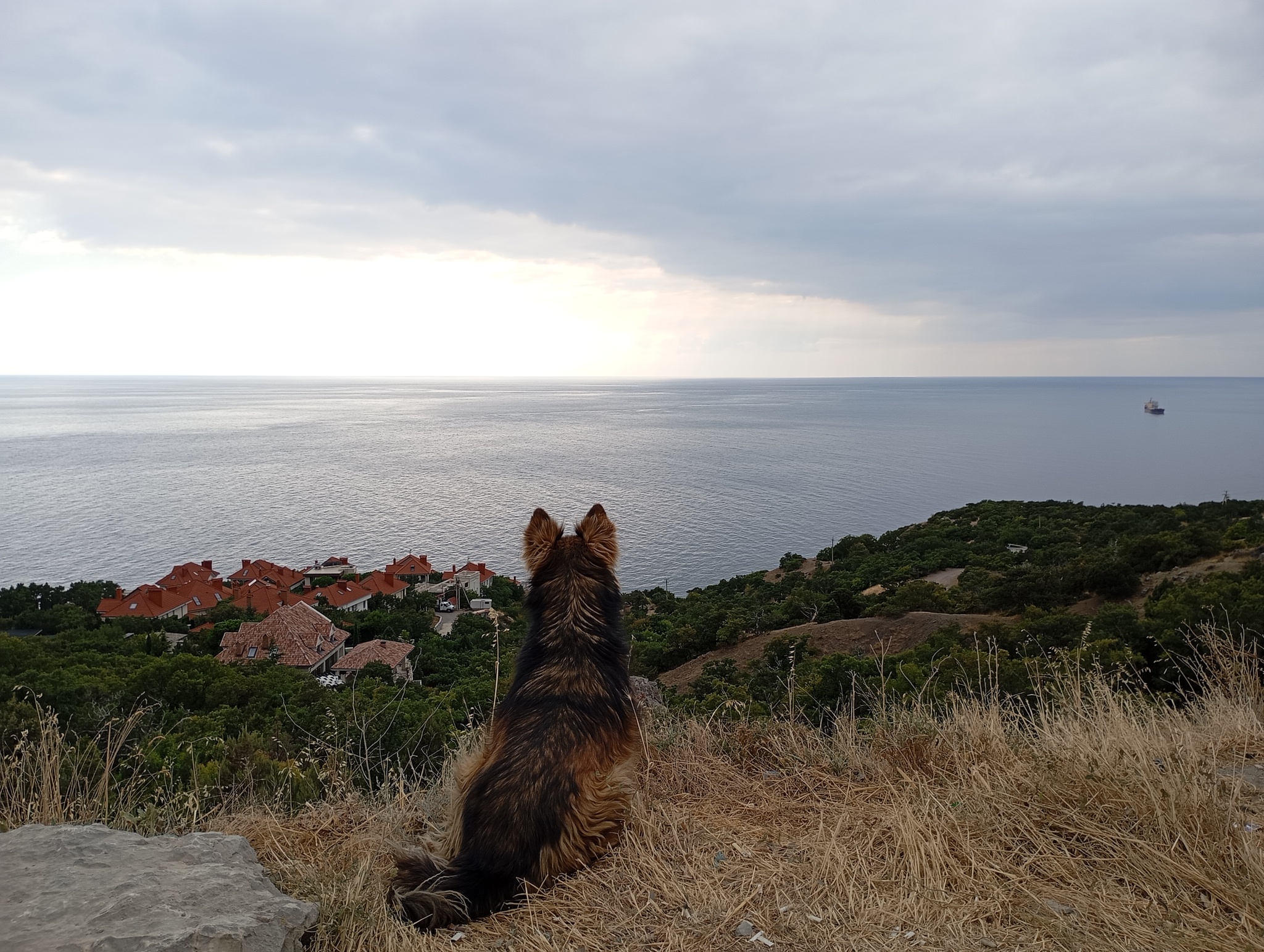 Miniature Melancholy - Crimea, Dog, Sea, The photo