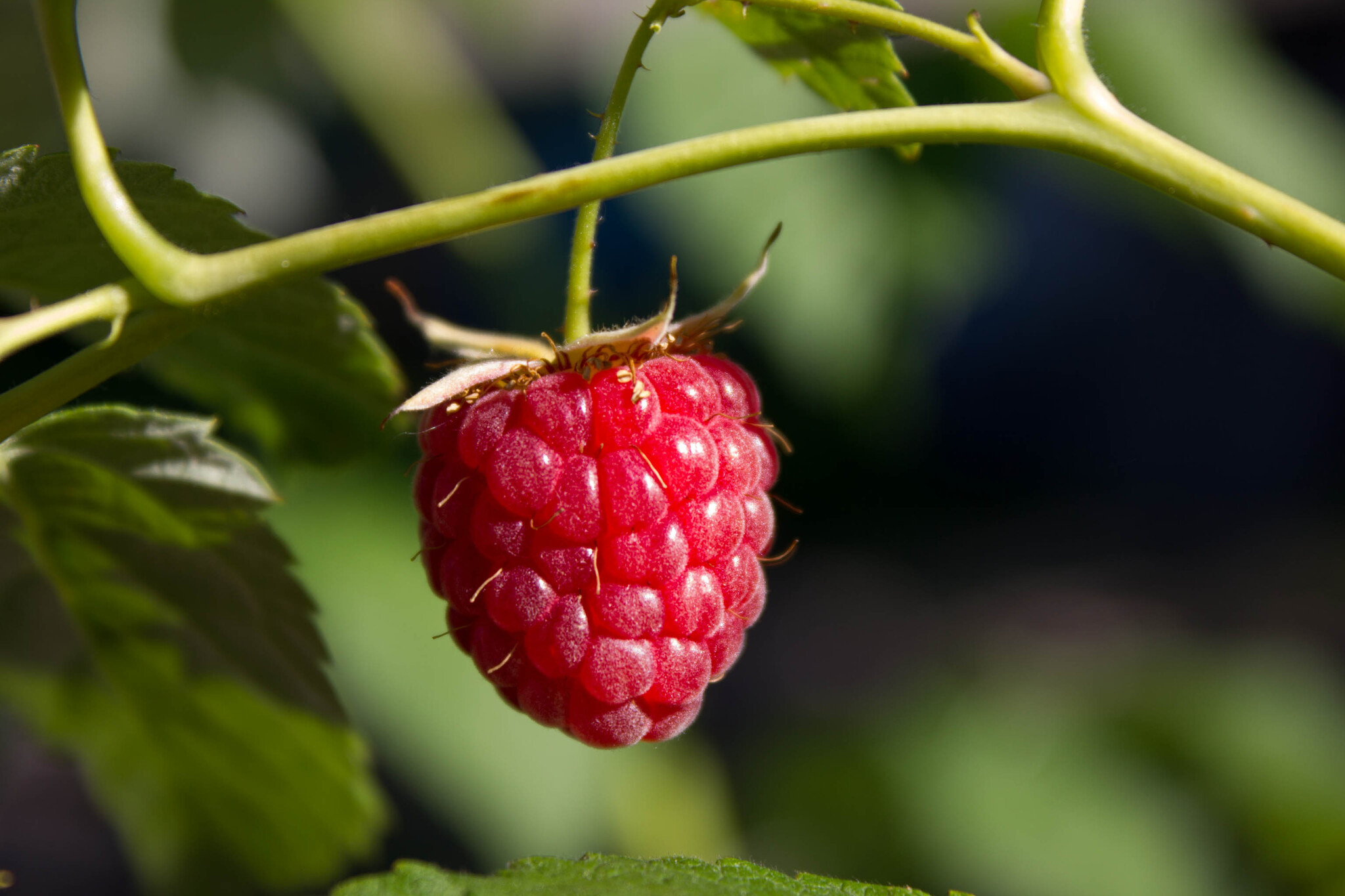 Malina. Photographed in 2012 - My, The photo, Nature, Berries, Raspberries