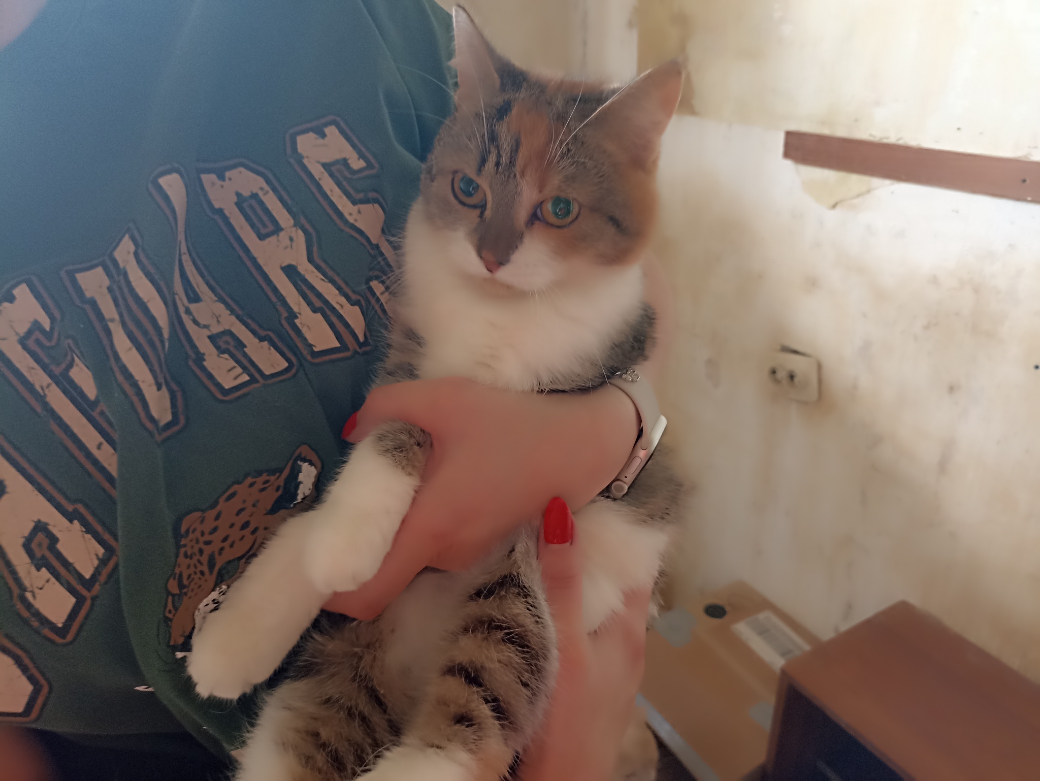 A large cat family is in trouble. The owner died, and 16 cats were found in the apartment. City of Korolev - My, cat, No rating, Helping animals, Animal Rescue, Longpost, In good hands