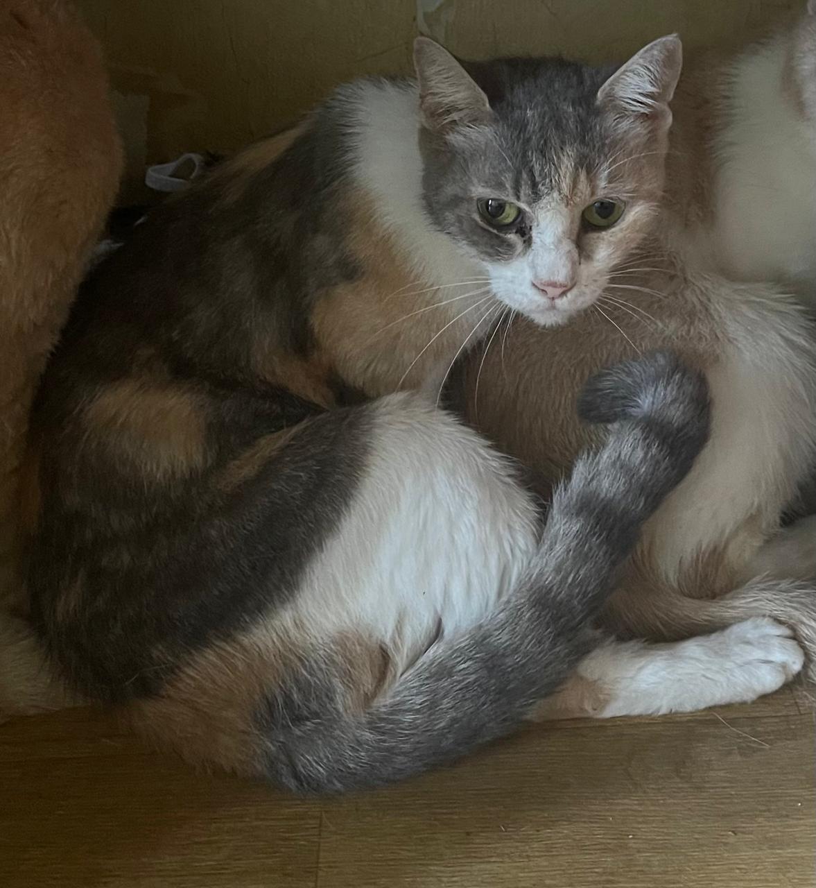 A large cat family is in trouble. The owner died, and 16 cats were found in the apartment. City of Korolev - My, cat, No rating, Helping animals, Animal Rescue, Longpost, In good hands