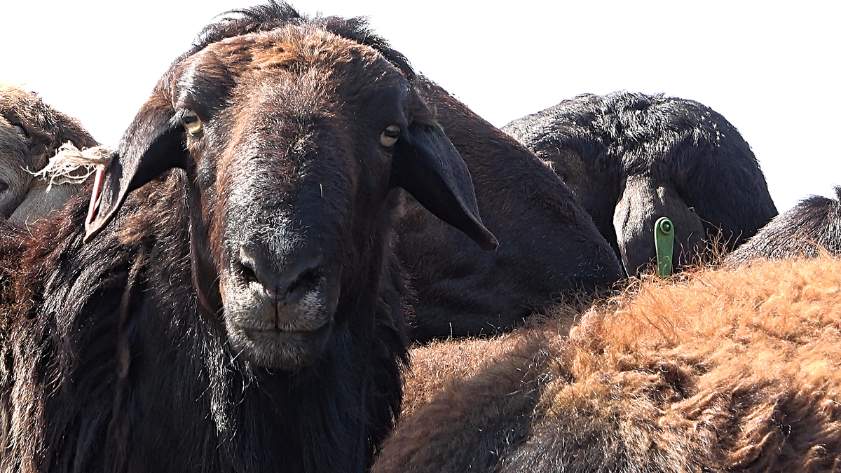 Advantages of the Edilbaev breed of sheep. On spontaneous absorption crossing and preservation of other breeds - My, Сельское хозяйство, Entrepreneurship, Small business, Business, Livestock breeding, Sheep, Sheeps, Breed, Businessman, Farmer, Selection, Farm, Genetics, Kfh, Longpost