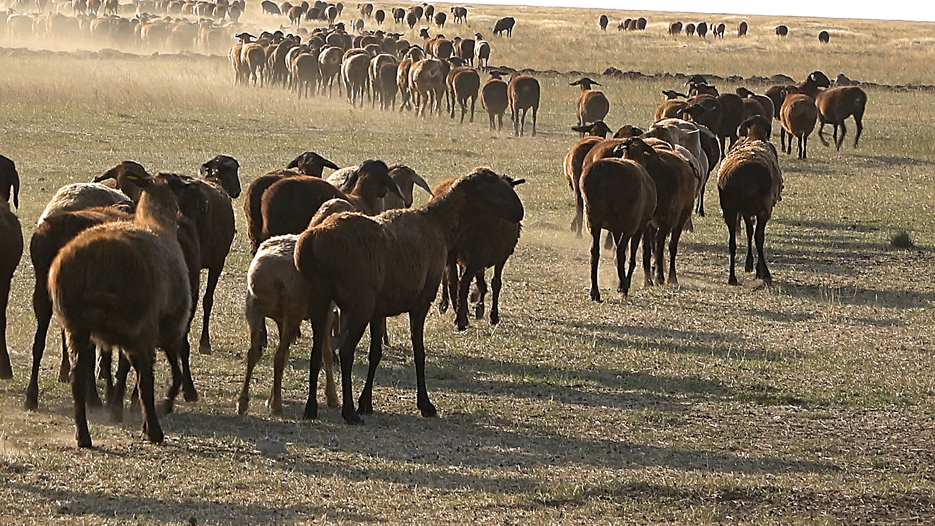 Advantages of the Edilbaev breed of sheep. On spontaneous absorption crossing and preservation of other breeds - My, Сельское хозяйство, Entrepreneurship, Small business, Business, Livestock breeding, Sheep, Sheeps, Breed, Businessman, Farmer, Selection, Farm, Genetics, Kfh, Longpost