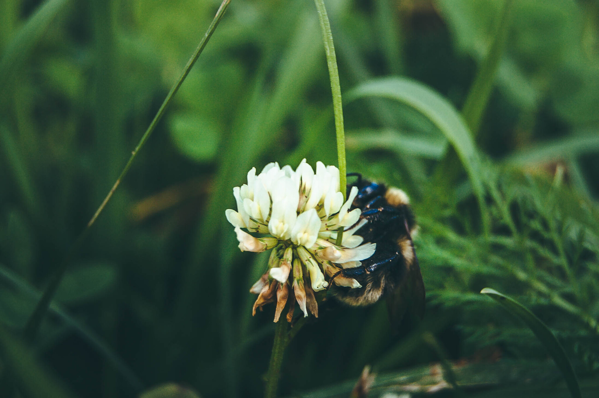 Bumblebee - My, The photo, Nature, Summer, Bumblebee, Clover