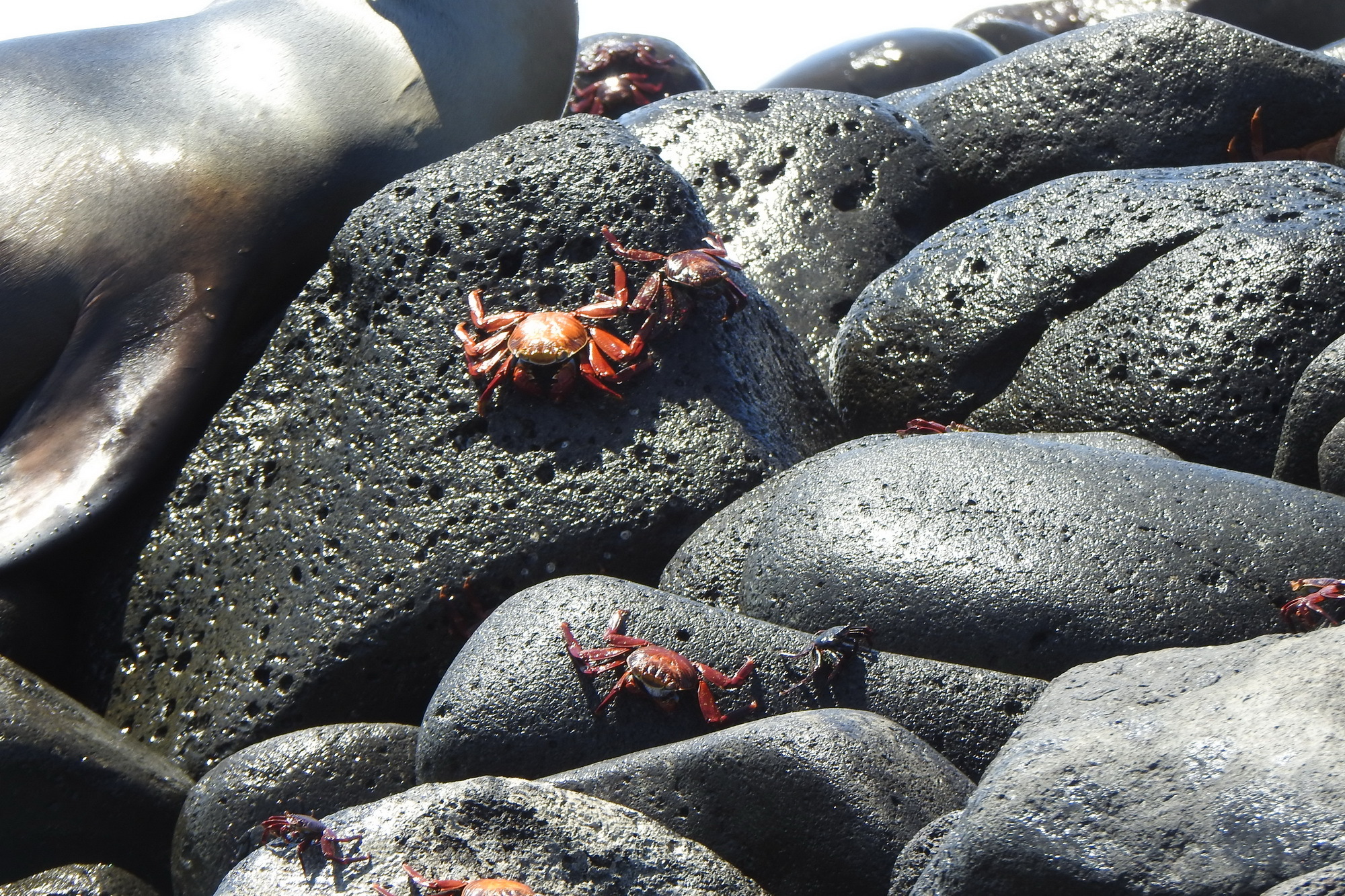 Ecuador. Galapagos. Crabs - My, Туристы, Travels, Crimea, Crab, Longpost, Ecuador, Galapagos Islands, Video