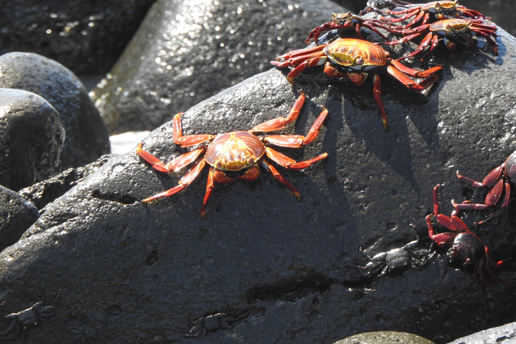 Ecuador. Galapagos. Crabs - My, Туристы, Travels, Crimea, Crab, Longpost, Ecuador, Galapagos Islands, Video