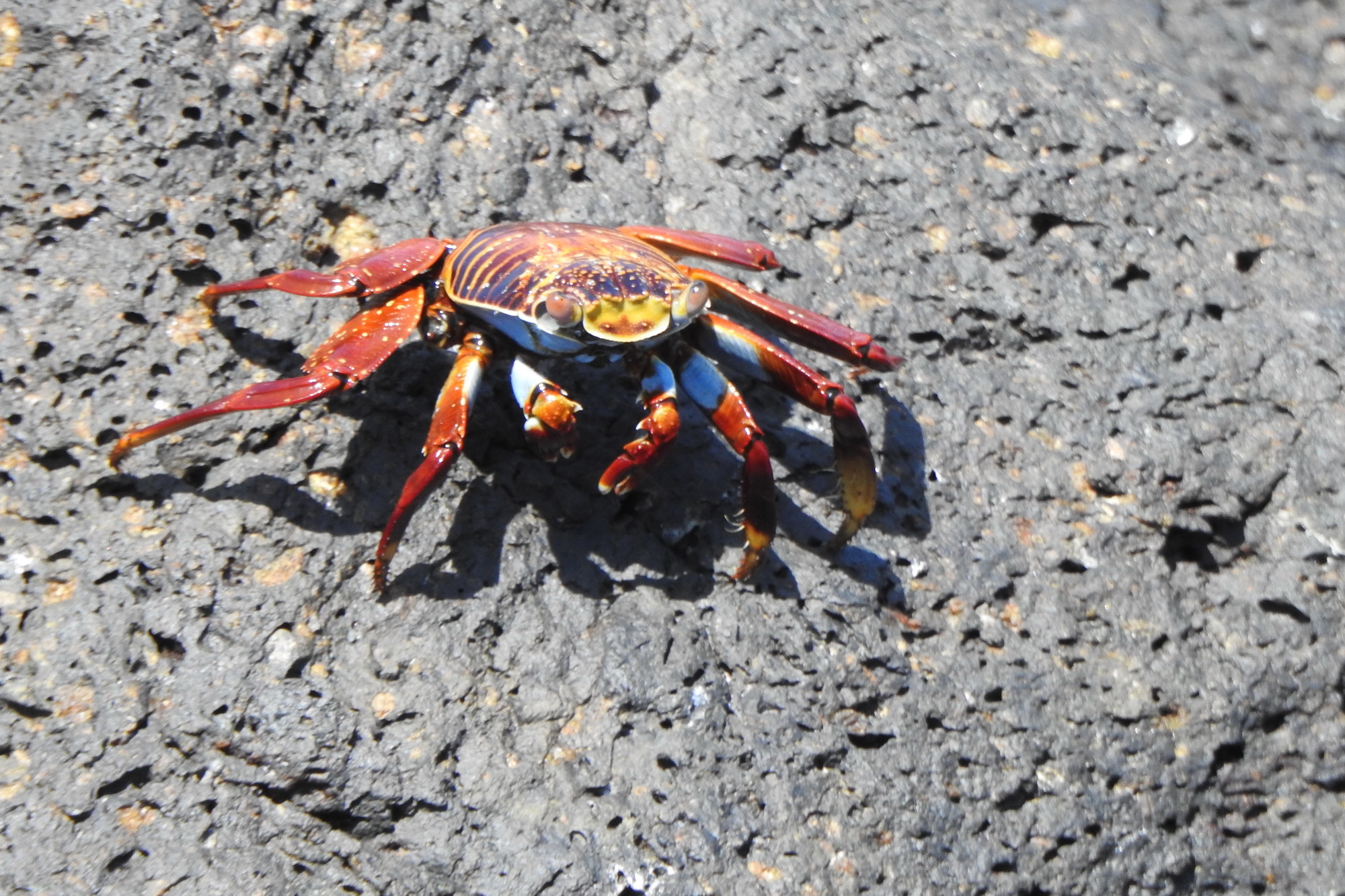 Ecuador. Galapagos. Crabs - My, Туристы, Travels, Crimea, Crab, Longpost, Ecuador, Galapagos Islands, Video