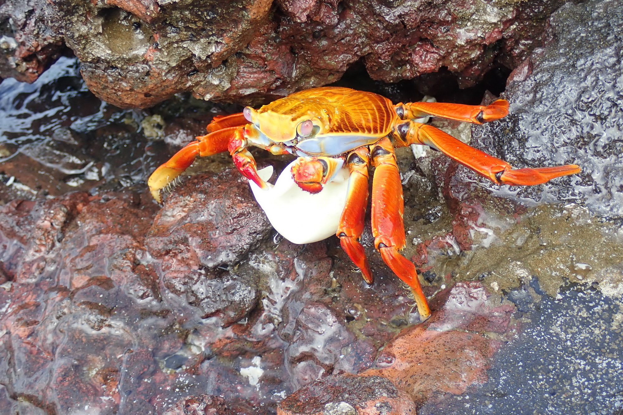 Ecuador. Galapagos. Crabs - My, Туристы, Travels, Crimea, Crab, Longpost, Ecuador, Galapagos Islands, Video