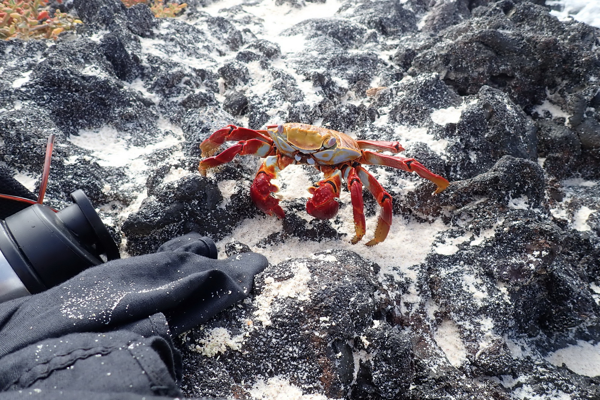 Ecuador. Galapagos. Crabs - My, Туристы, Travels, Crimea, Crab, Longpost, Ecuador, Galapagos Islands, Video