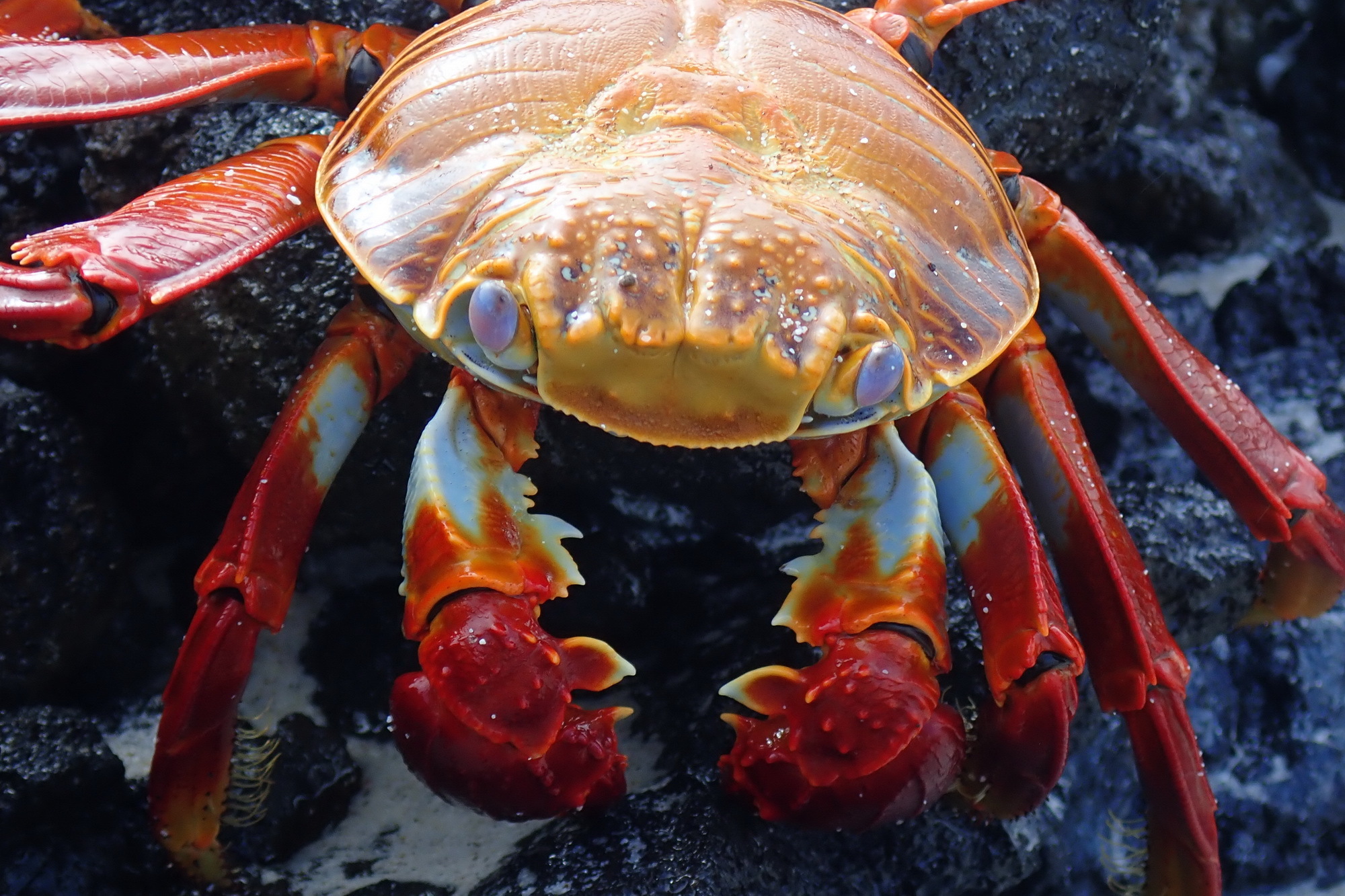 Ecuador. Galapagos. Crabs - My, Туристы, Travels, Crimea, Crab, Longpost, Ecuador, Galapagos Islands, Video