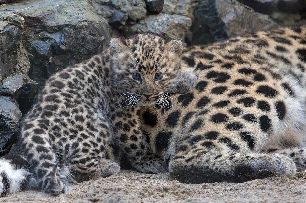 Good news - Newborn, Young, Leopard, Far Eastern leopard, Big cats, Cat family, Predatory animals, Wild animals, Novosibirsk Zoo, The photo, Video, Vertical video, Longpost, YouTube (link)