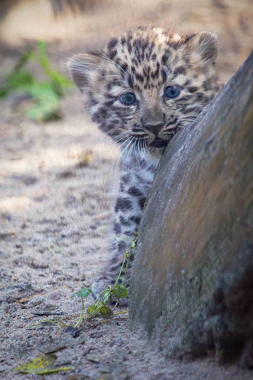 Good news - Newborn, Young, Leopard, Far Eastern leopard, Big cats, Cat family, Predatory animals, Wild animals, Novosibirsk Zoo, The photo, Video, Vertical video, Longpost, YouTube (link)