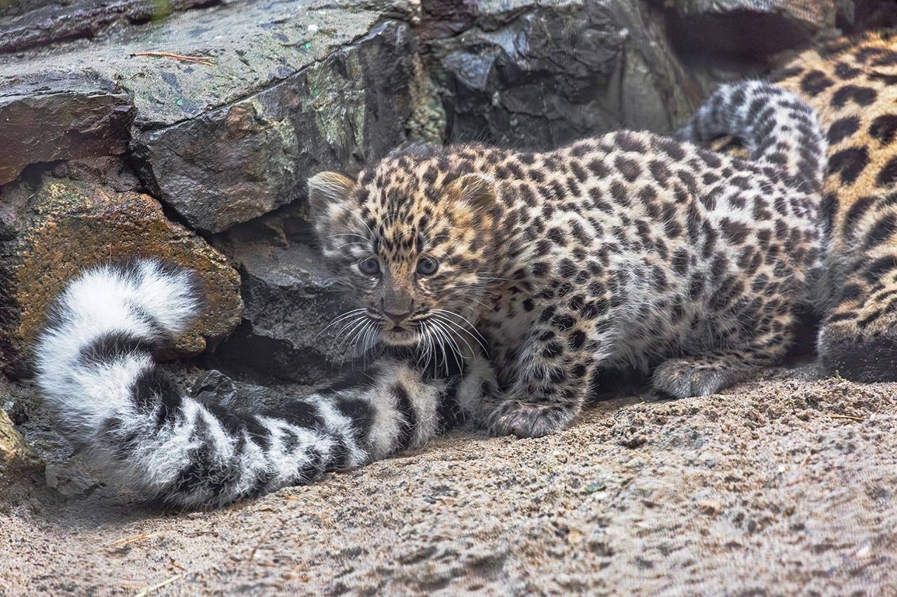 Good news - Newborn, Young, Leopard, Far Eastern leopard, Big cats, Cat family, Predatory animals, Wild animals, Novosibirsk Zoo, The photo, Video, Vertical video, Longpost, YouTube (link)