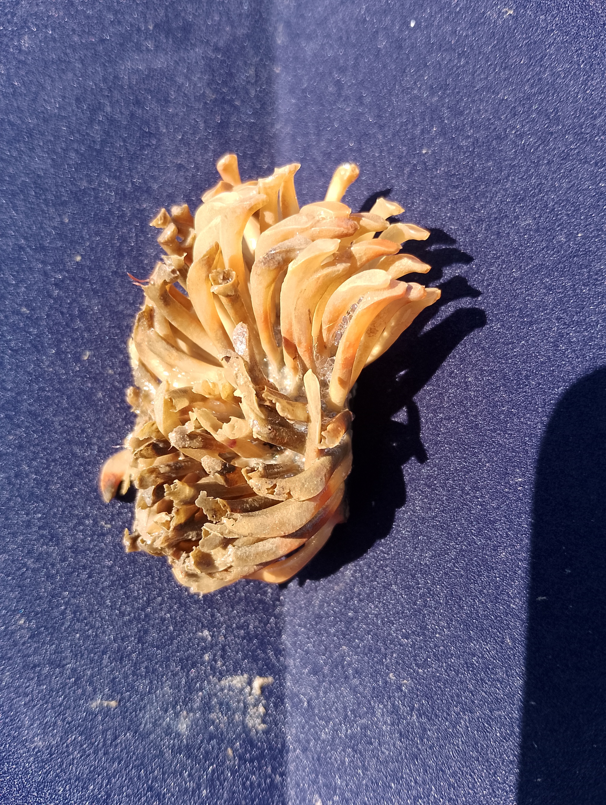 Spaghetti Monster! - Mobile photography, Seashells, Unusual, Longpost