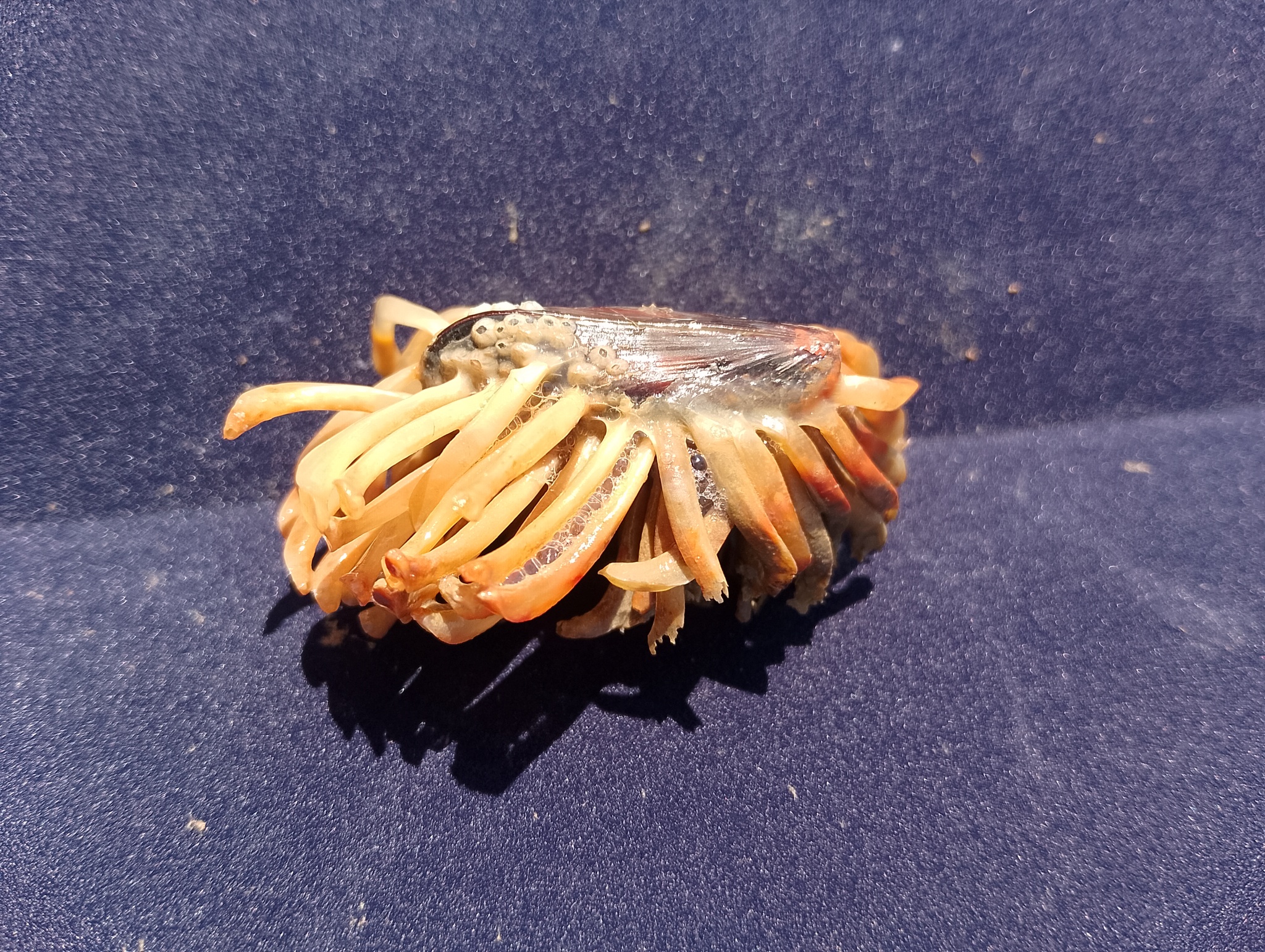 Spaghetti Monster! - Mobile photography, Seashells, Unusual, Longpost