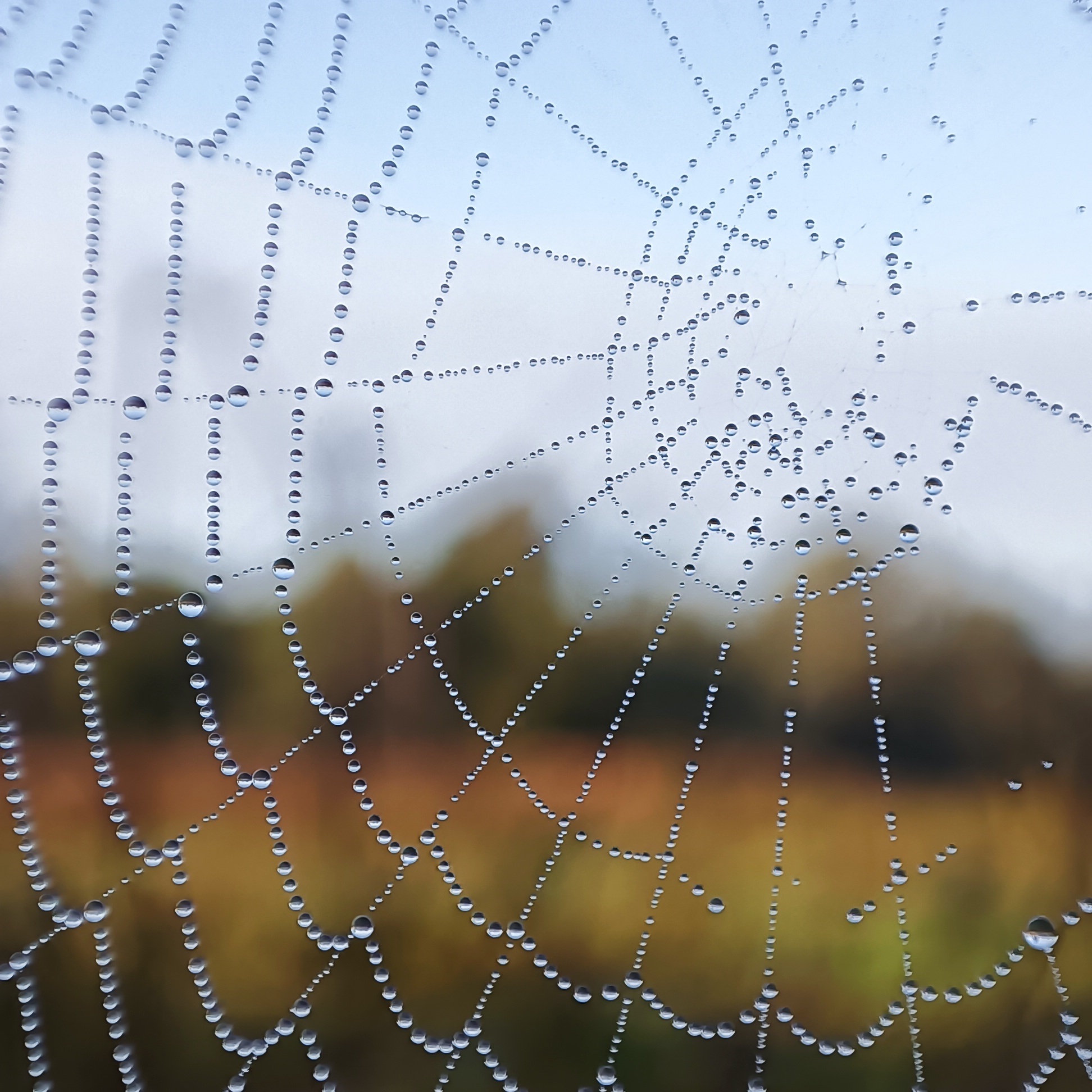 Morning Cobweb - My, The photo, Macro photography, Web, Morning, Dew, Pearl