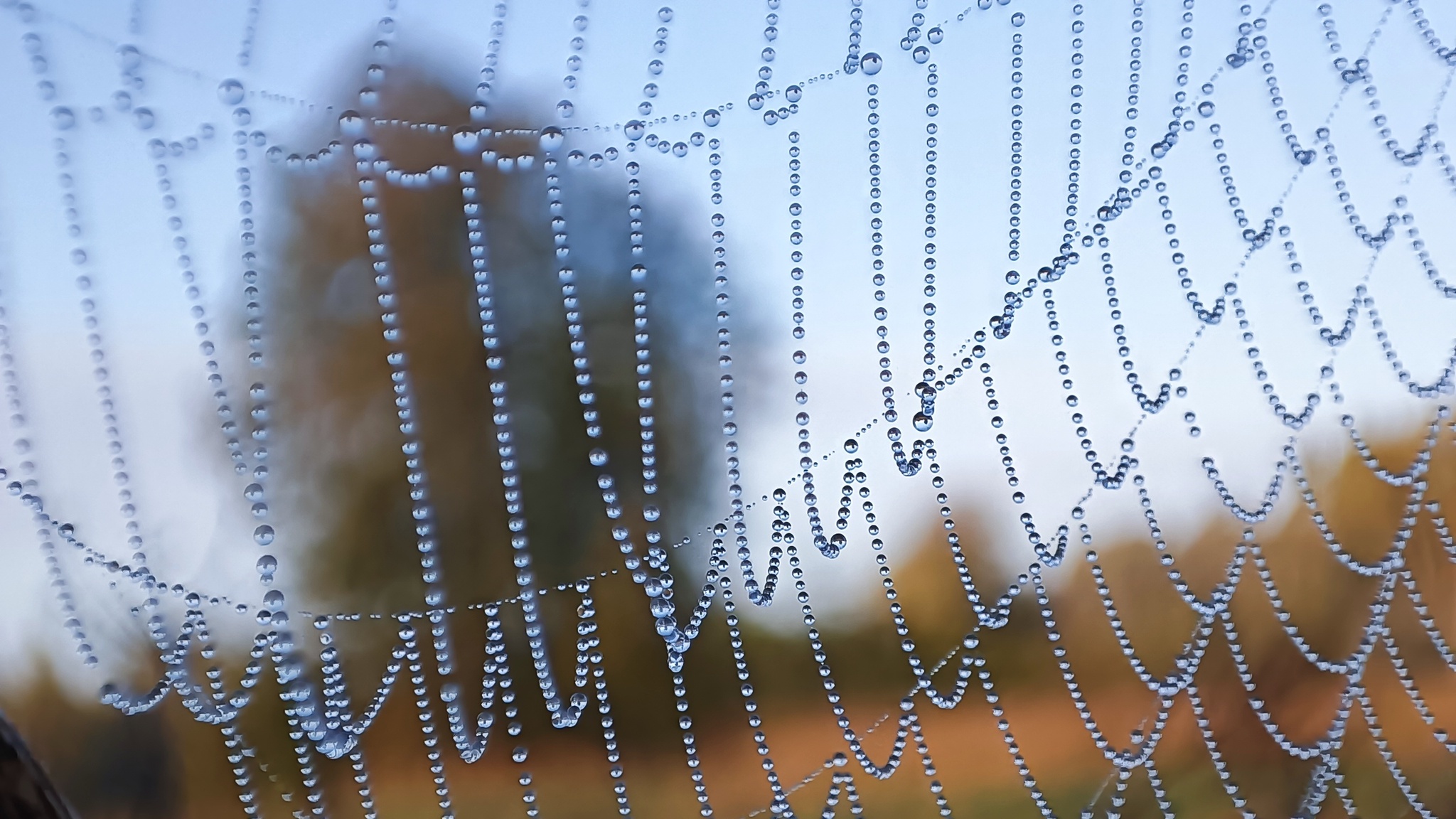 Morning Cobweb - My, The photo, Macro photography, Web, Morning, Dew, Pearl