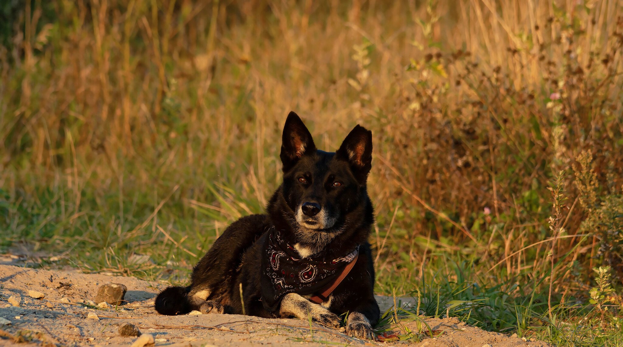 Autumn evening - My, The nature of Russia, Nature, Photo hunting, Birds, Hobby, Dog, Pets, Sunset, Autumn, Longpost