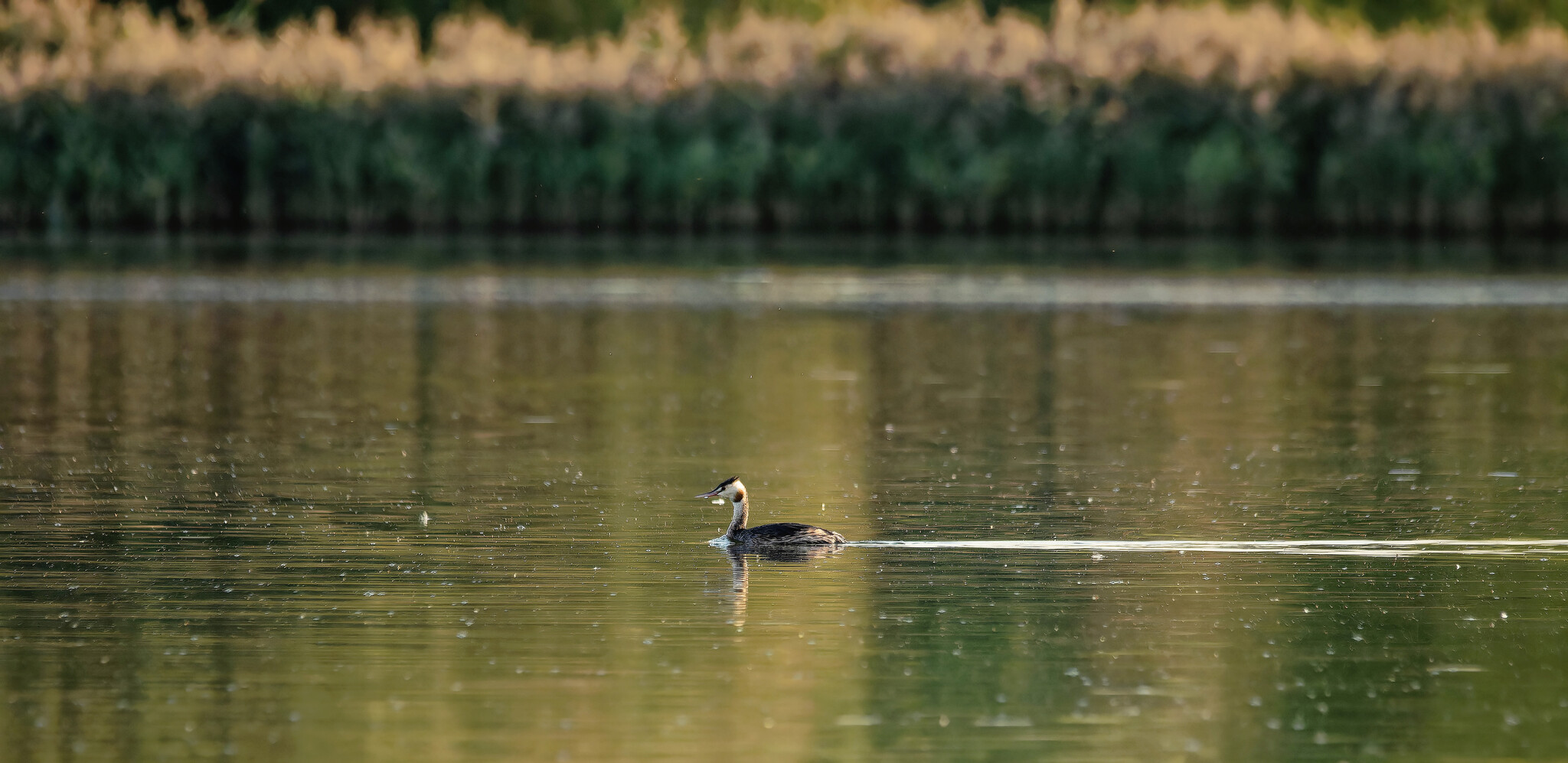 Autumn evening - My, The nature of Russia, Nature, Photo hunting, Birds, Hobby, Dog, Pets, Sunset, Autumn, Longpost