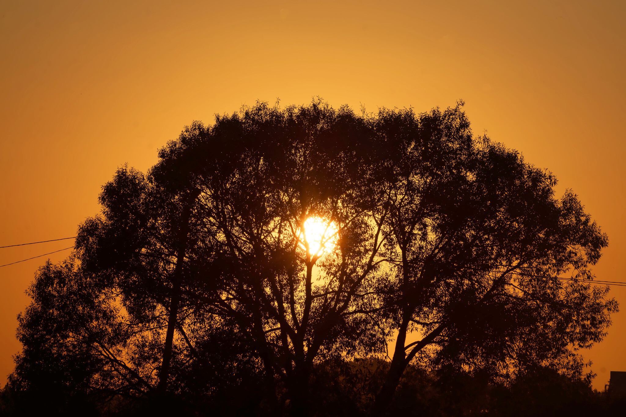 Autumn evening - My, The nature of Russia, Nature, Photo hunting, Birds, Hobby, Dog, Pets, Sunset, Autumn, Longpost