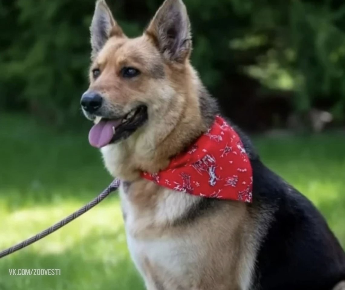 Stray Shepherd With Toy in Teeth Rescued in Detroit - The rescue, Homeless animals, The photo, Dog, Animals, Pets, Kindness, Care, Longpost