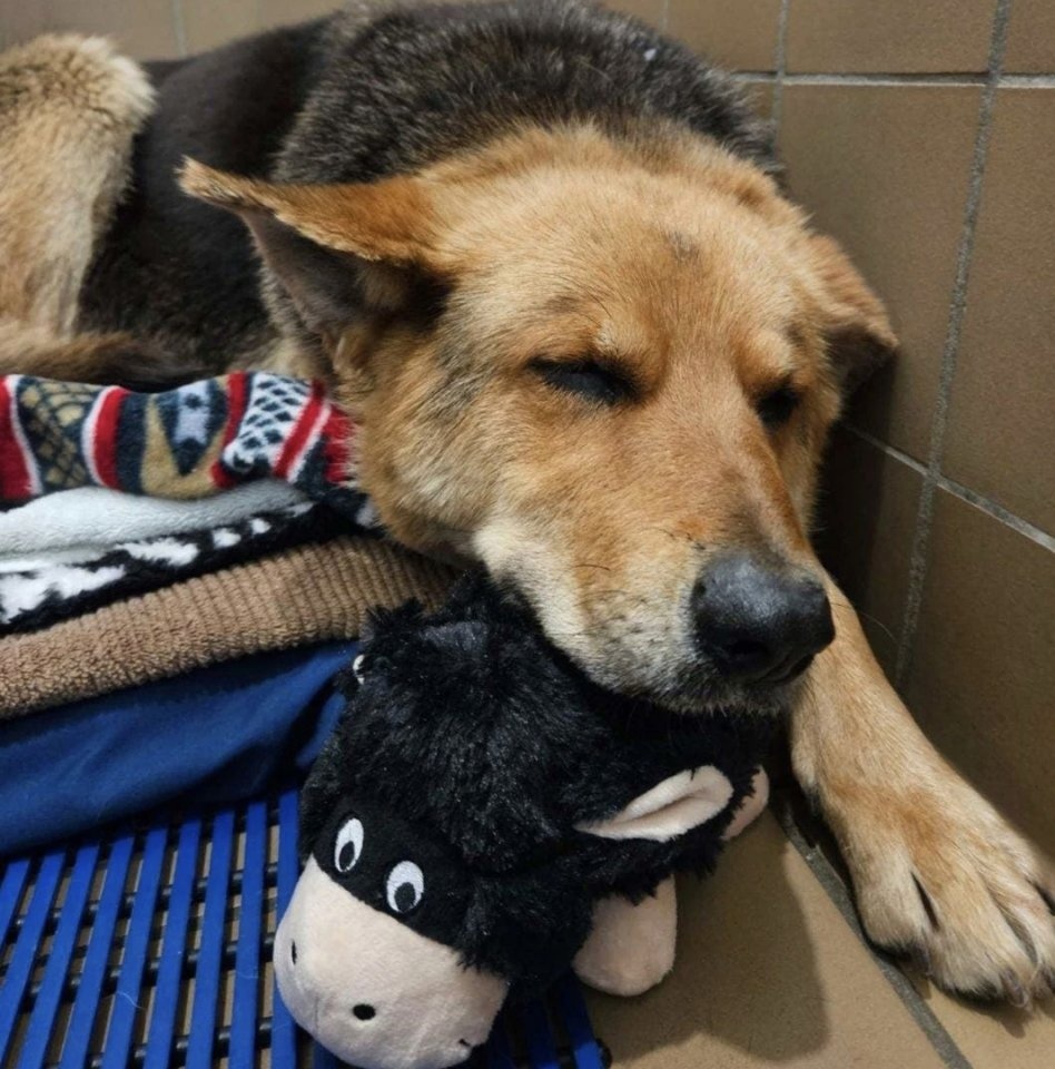 Stray Shepherd With Toy in Teeth Rescued in Detroit - The rescue, Homeless animals, The photo, Dog, Animals, Pets, Kindness, Care, Longpost