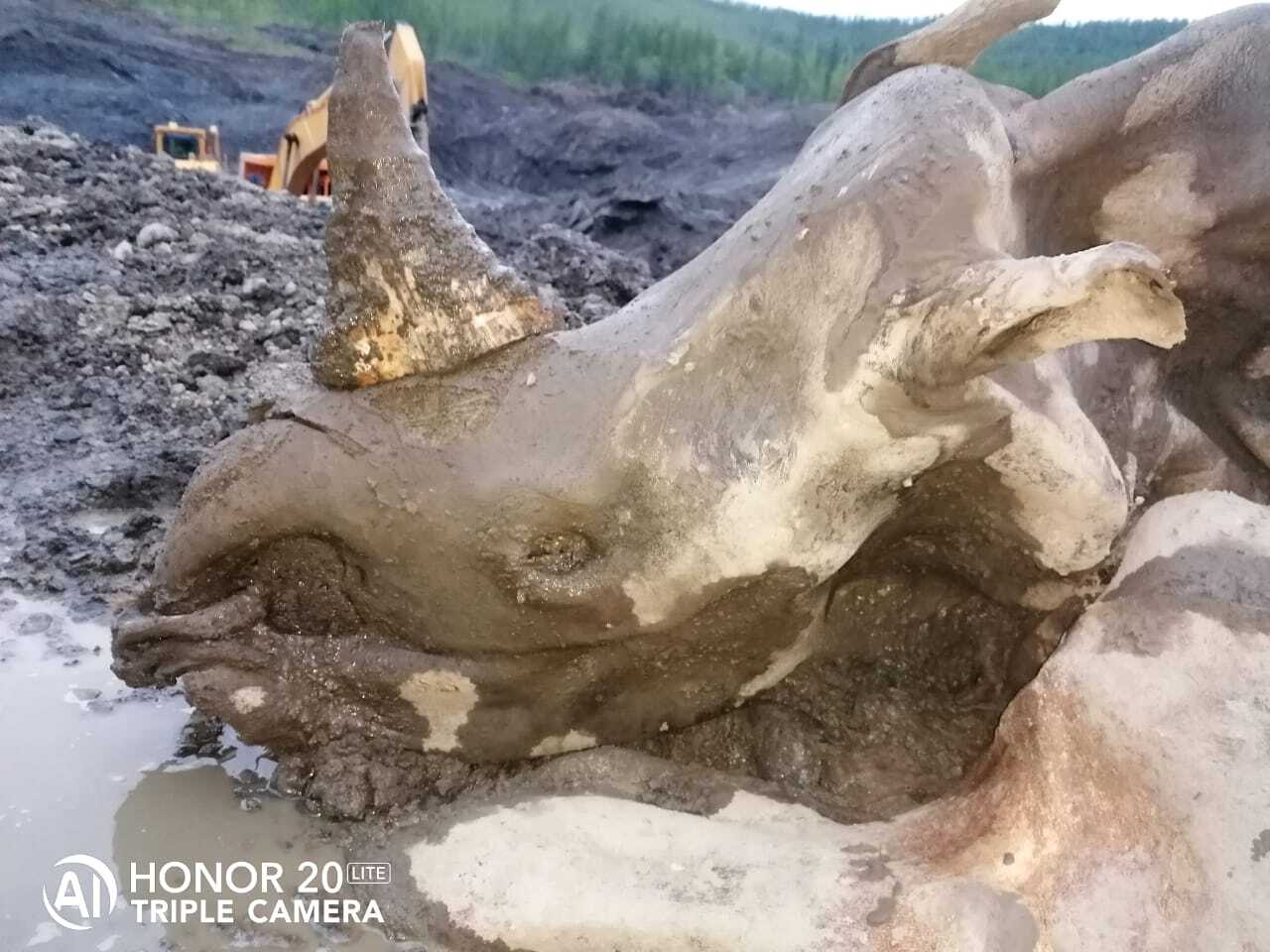 Dinosaur found at Mezhdurechensk open pit - Dinosaurs, Excavations, Mezhdurechensk, Kemerovo region - Kuzbass, Longpost, Repeat