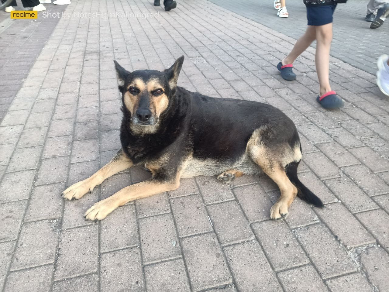 City beauties - My, Kaliningrad, City walk, Street photography, Kaliningrad region, Dog, Animals