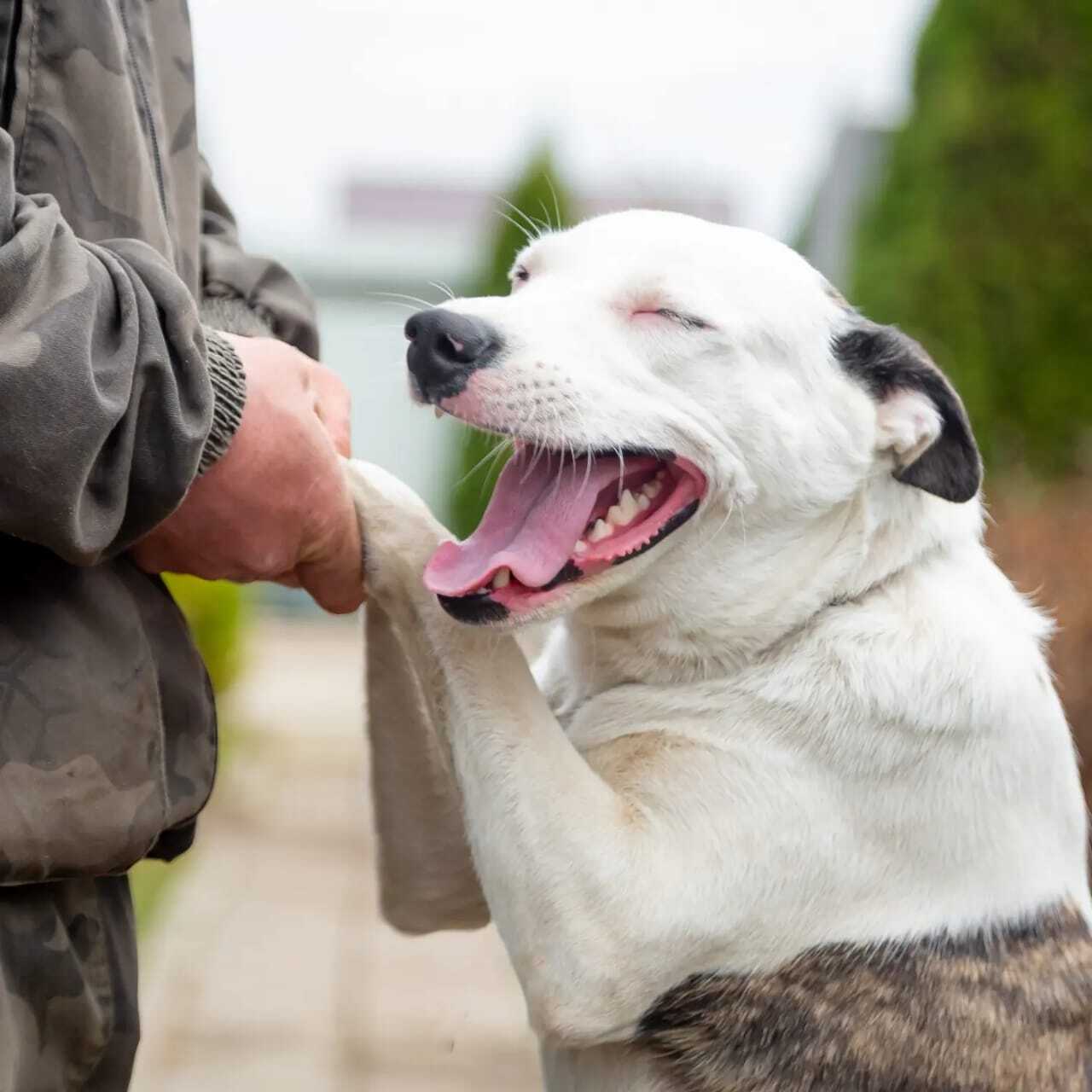 She hasn't yet fully realized that she has become unnecessary. - My, Dog, House, Animals, No rating, Animal shelter, Homeless animals, Milota, Overexposure, In good hands, Help, Helping animals, Fluffy, Tail, The strength of the Peekaboo, Longpost, Saint Petersburg, Leningrad region, Moscow, Moscow region