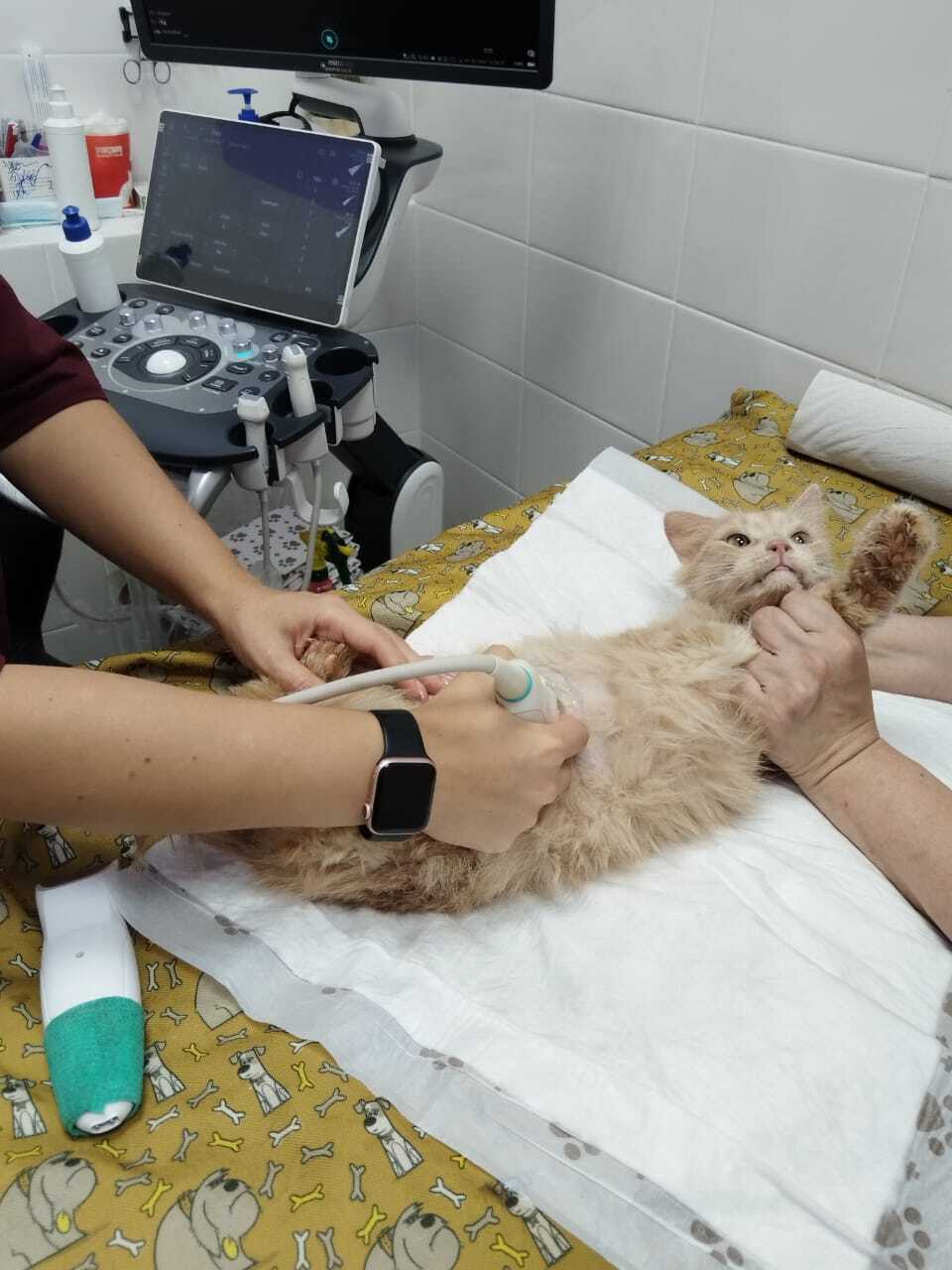 News about Seryozha - My, Animal Rescue, cat, Homeless animals, Shelter, Overexposure, Animal shelter, Volunteering, No rating, Telegram (link), Cat lovers, Fluffy, Charity, Kindness, The rescue, Longpost