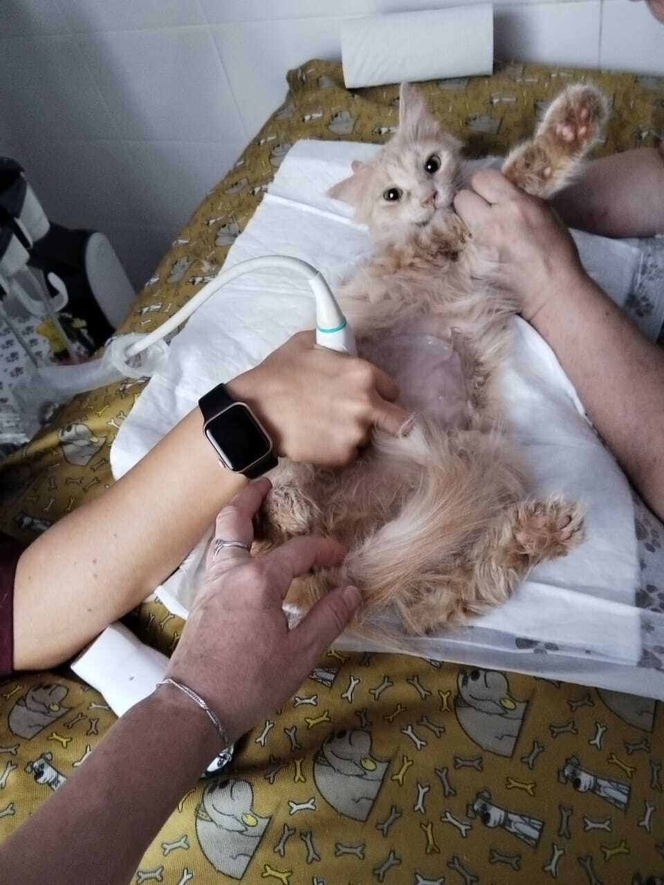 News about Seryozha - My, Animal Rescue, cat, Homeless animals, Shelter, Overexposure, Animal shelter, Volunteering, No rating, Telegram (link), Cat lovers, Fluffy, Charity, Kindness, The rescue, Longpost