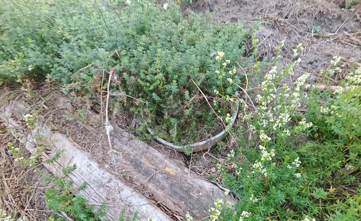 I came across some old foundations in the bushes and found a lot of interesting things there. - My, Find, Search, Abandoned, Longpost