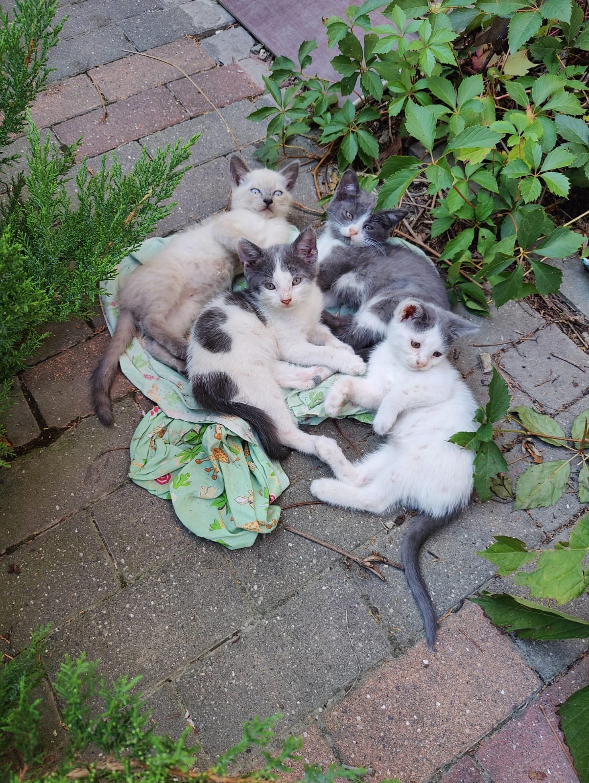 I will give kittens to good hands Novorossiysk - My, Kittens, Pet the cat, cat, In good hands