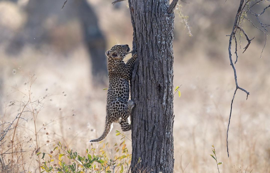 A leopard cub climbs a tree - Young, Leopard, Big cats, Cat family, Predatory animals, Wild animals, wildlife, Reserves and sanctuaries, Masai Mara, Africa, The photo, Tree