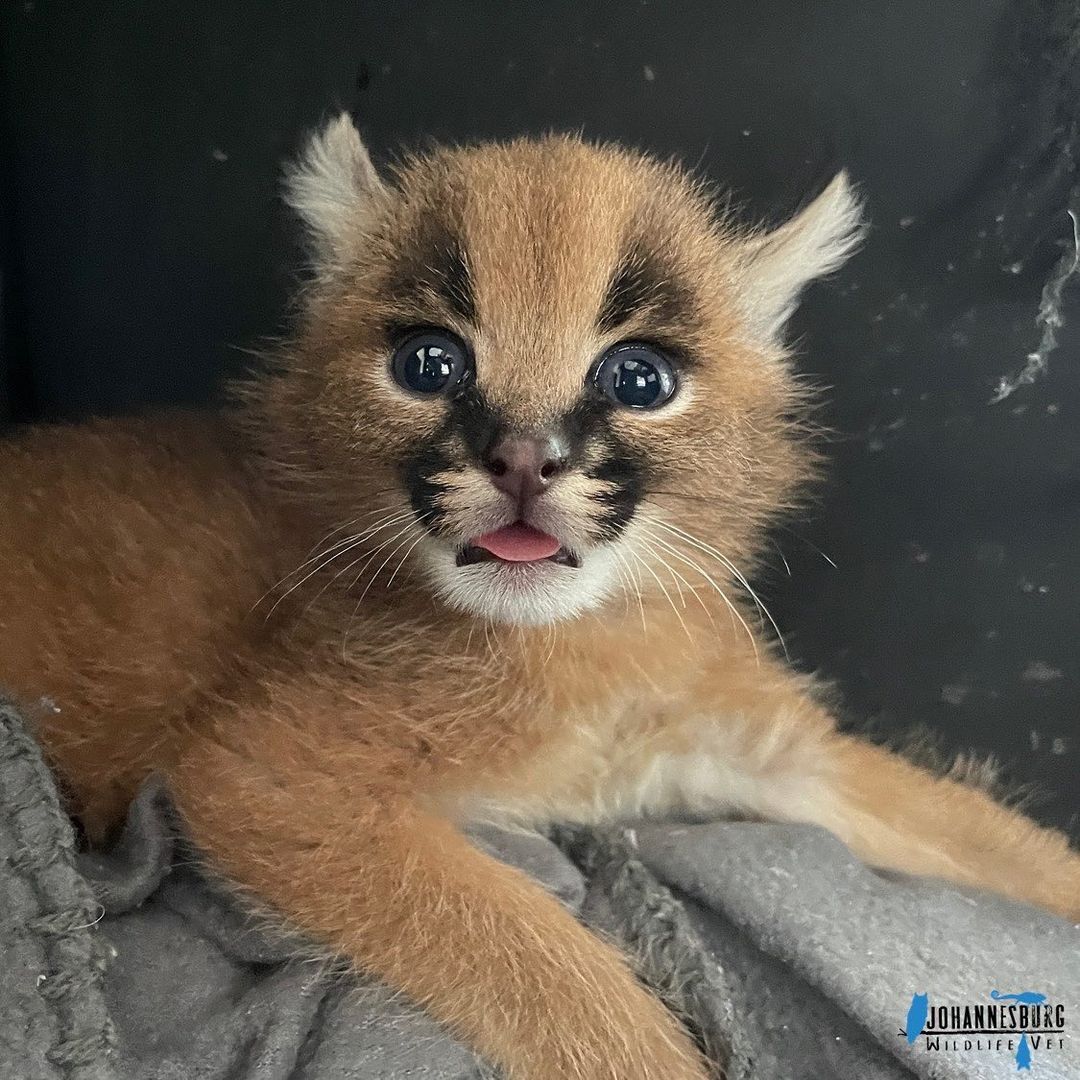 Before and after - Young, Caracal, Small cats, Cat family, Predatory animals, Wild animals, Vet clinic, South Africa, The photo