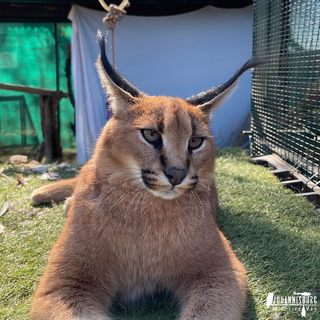 Before and after - Young, Caracal, Small cats, Cat family, Predatory animals, Wild animals, Vet clinic, South Africa, The photo