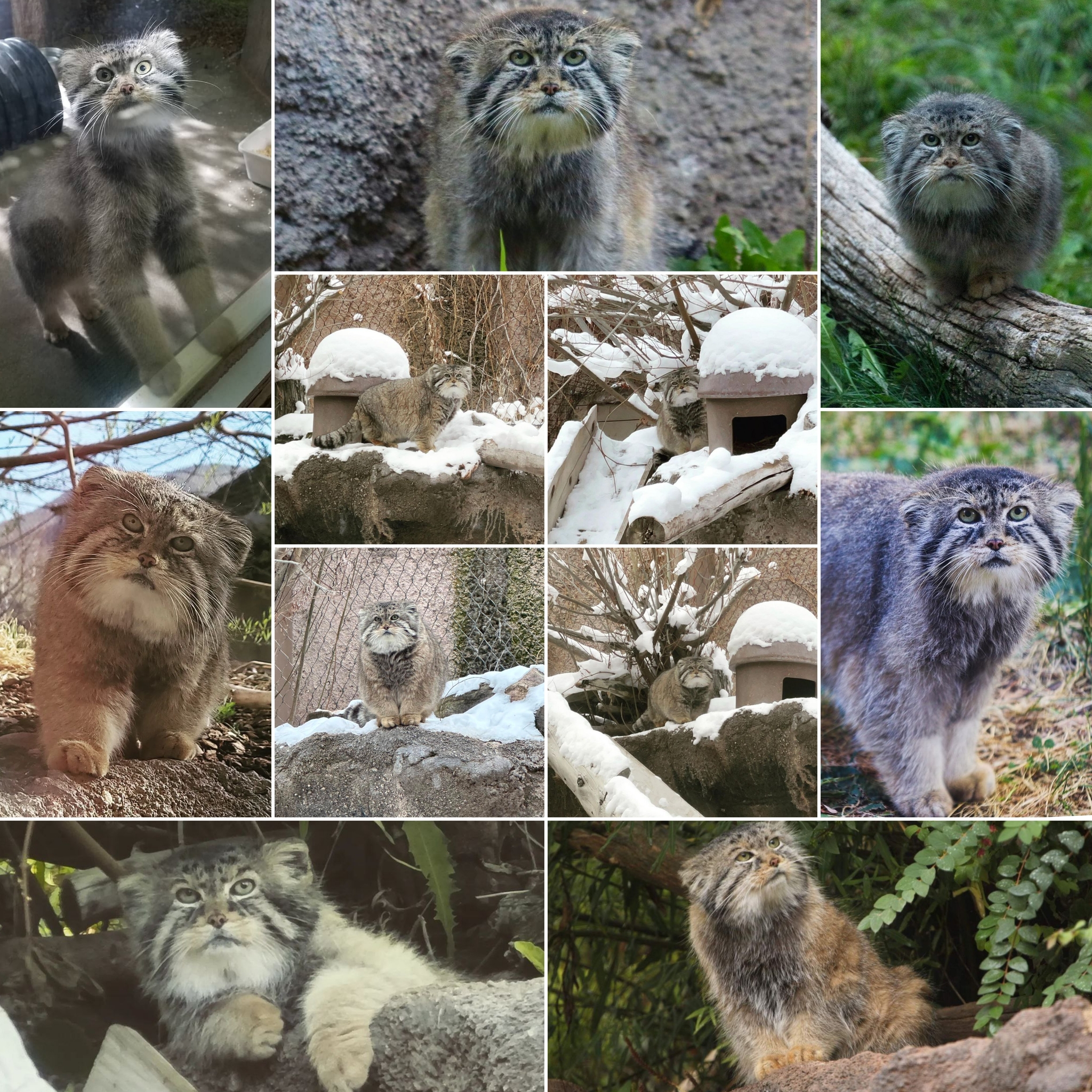 Sad news - Pallas' cat, Zoo, Cat family, Predatory animals, Wild animals, The photo, Repeat, Obituary, Sadness, Sadness, Small cats, Negative, Death